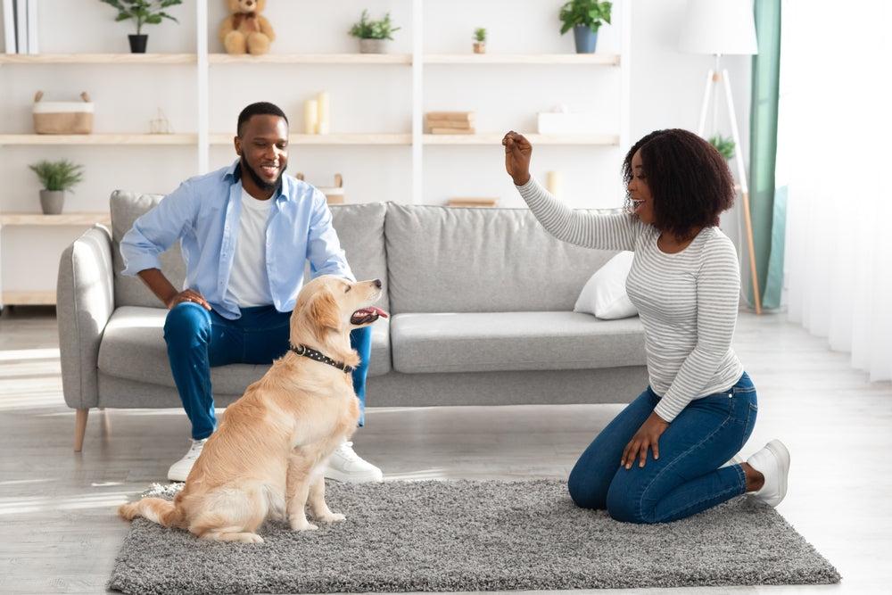 Dog practicing hug command with treat reward