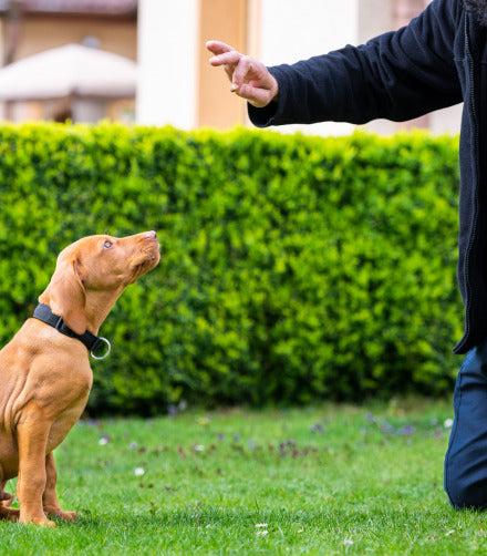Young dog advanced attention training