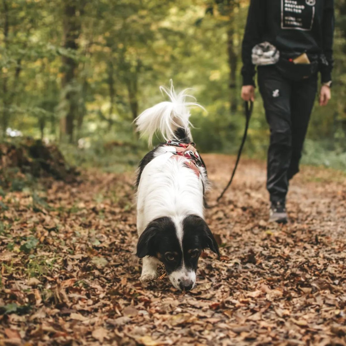 Dog exploring nature trail