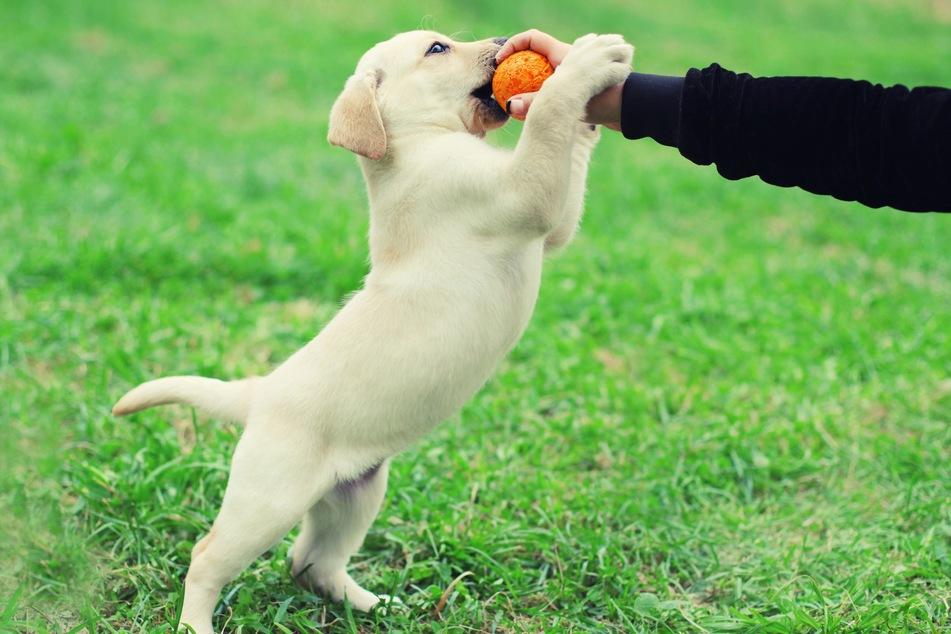 Puppy playing with toy not hands