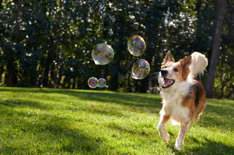 Dog chasing bubbles