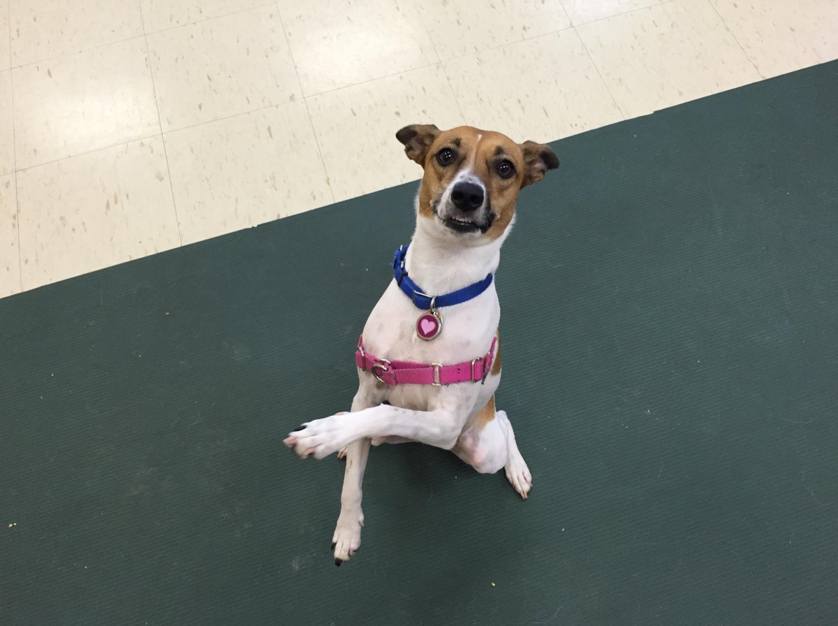 Dog holding stable sit pretty position