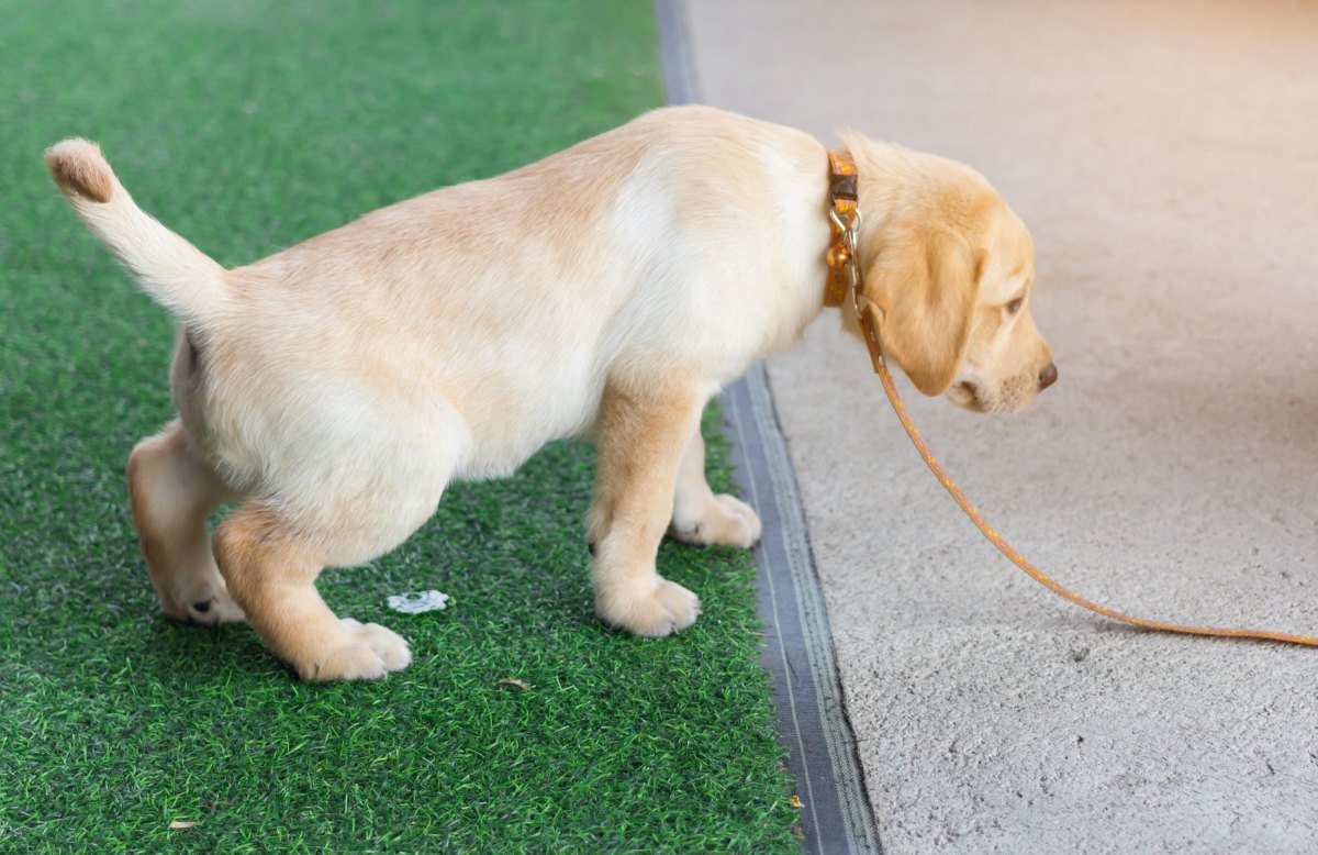 Puppy in designated potty area
