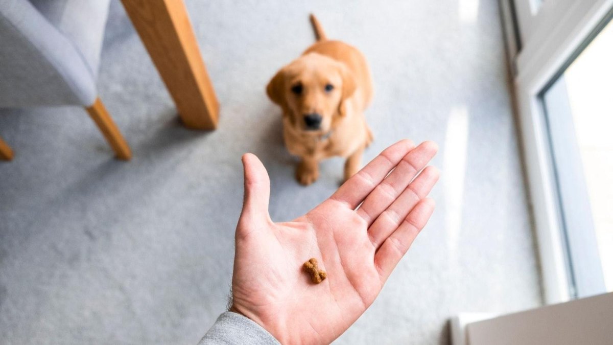 Puppy Training With Treats That Builds Better Habits