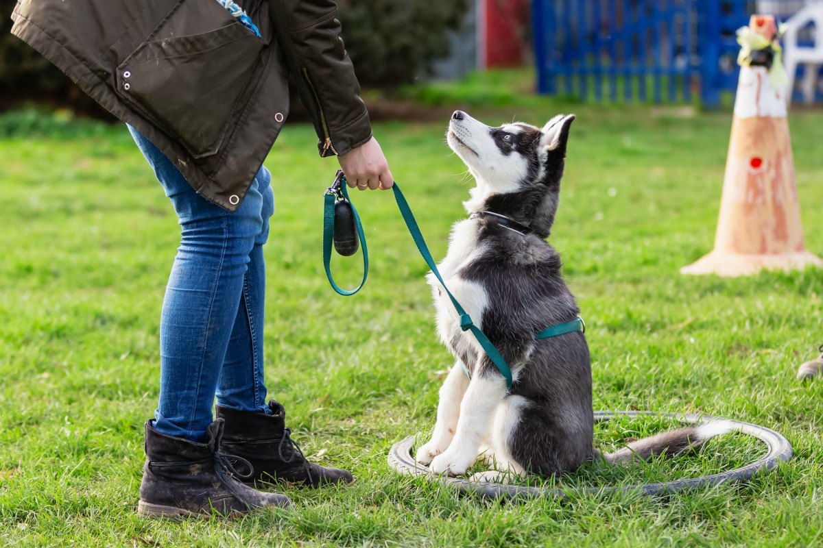 Owner gently holding puppy collar