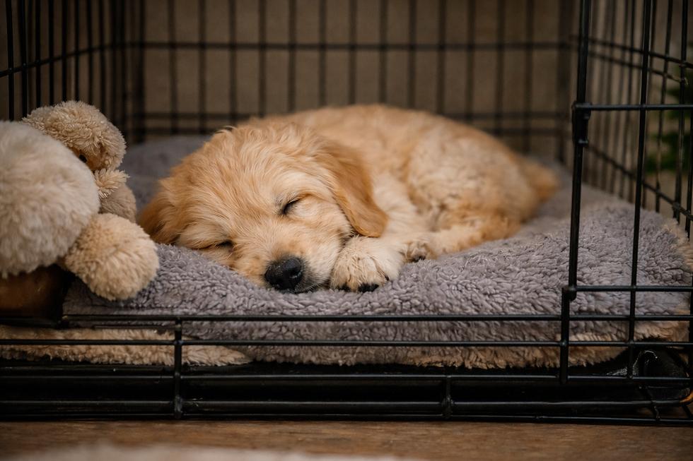 Puppy resting in crate