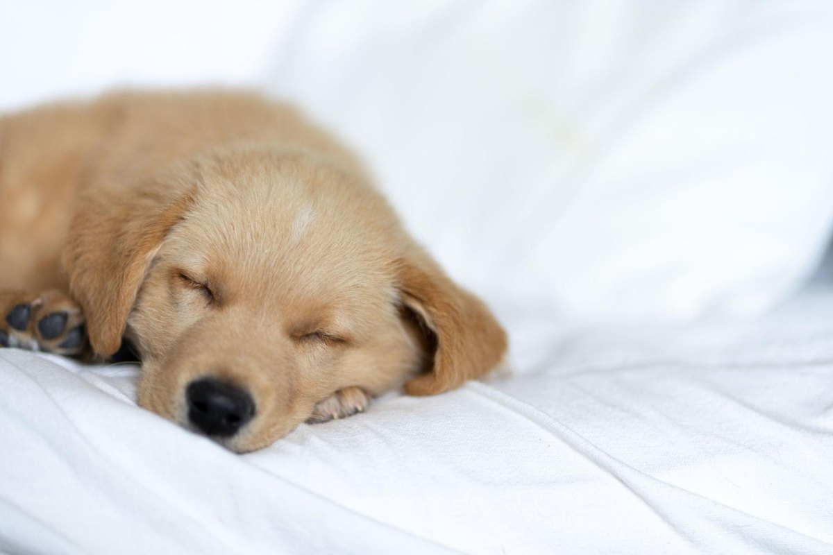 Calm puppy resting indoors