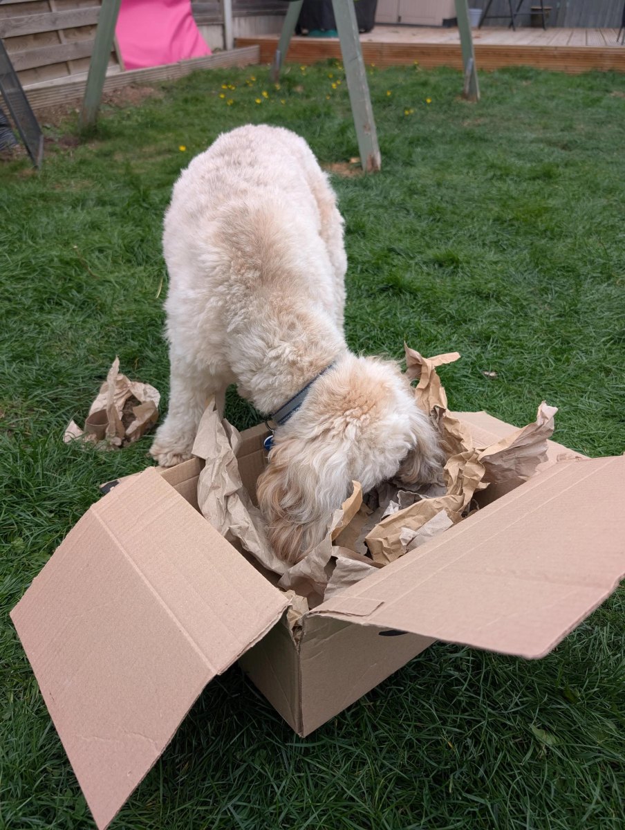 Dog digging enrichment box