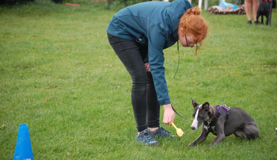 Puppy focusing during outdoor training