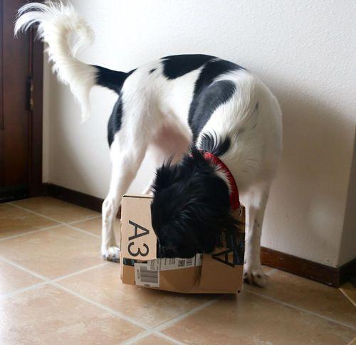 Dog exploring cardboard box
