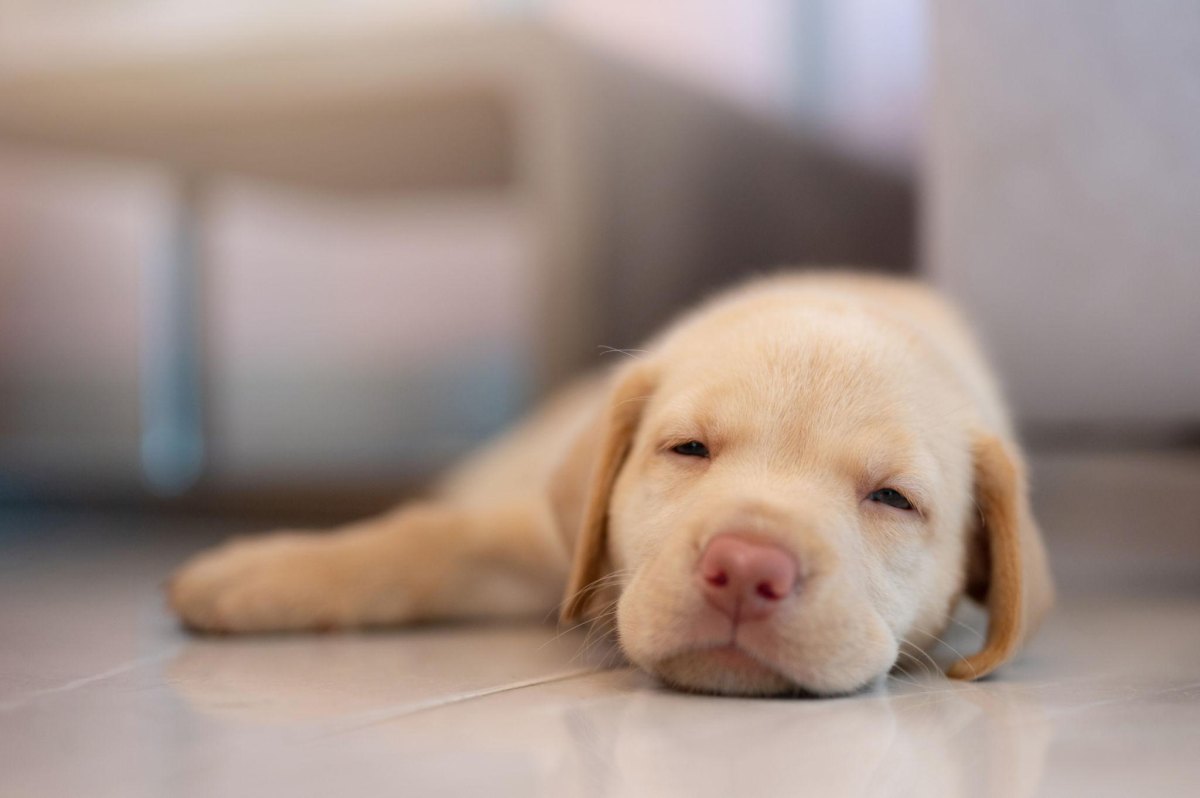Relaxed puppy resting indoors