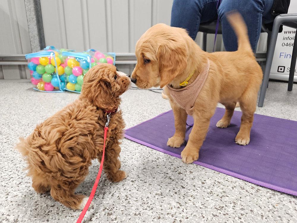 Puppy meeting dog calmly