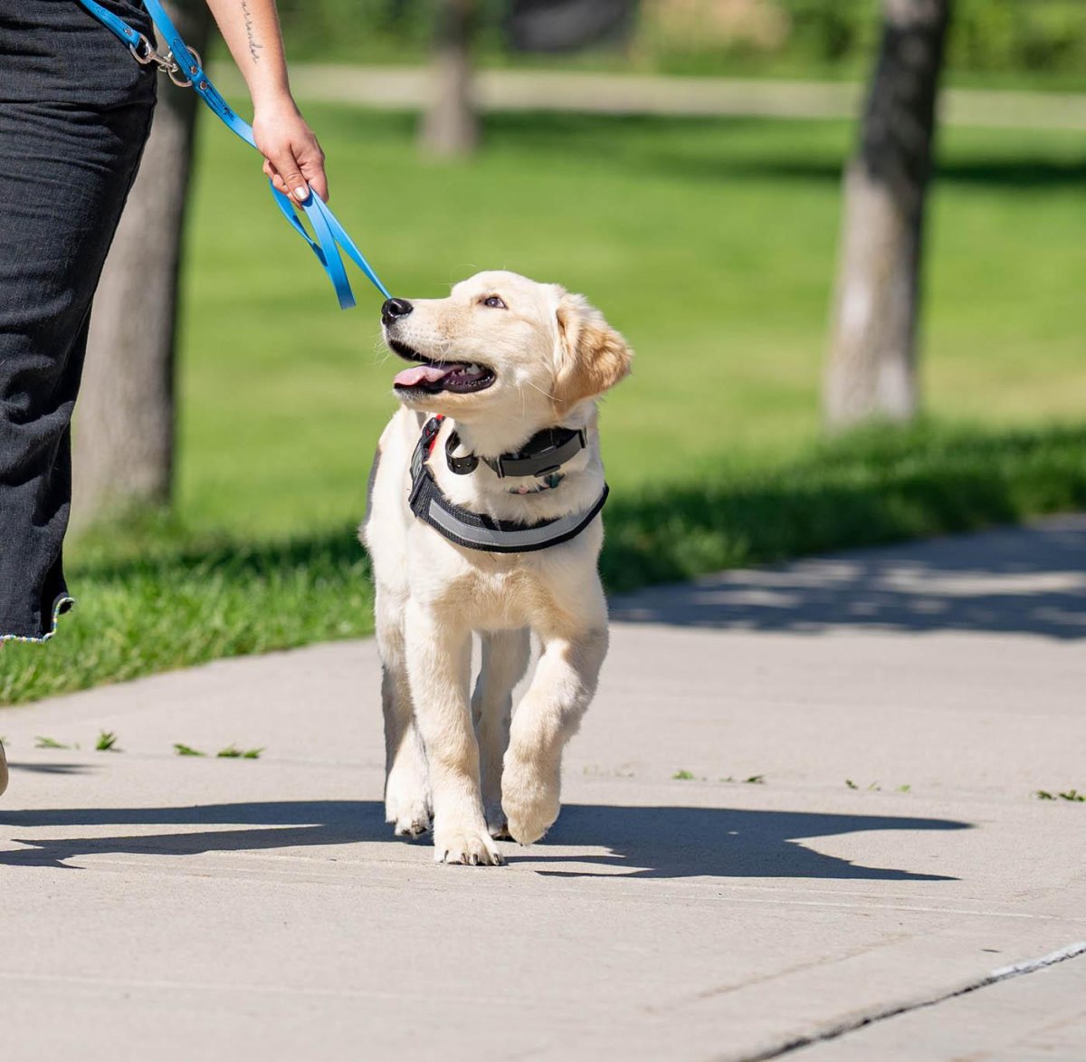 Puppy walking confidently on leash