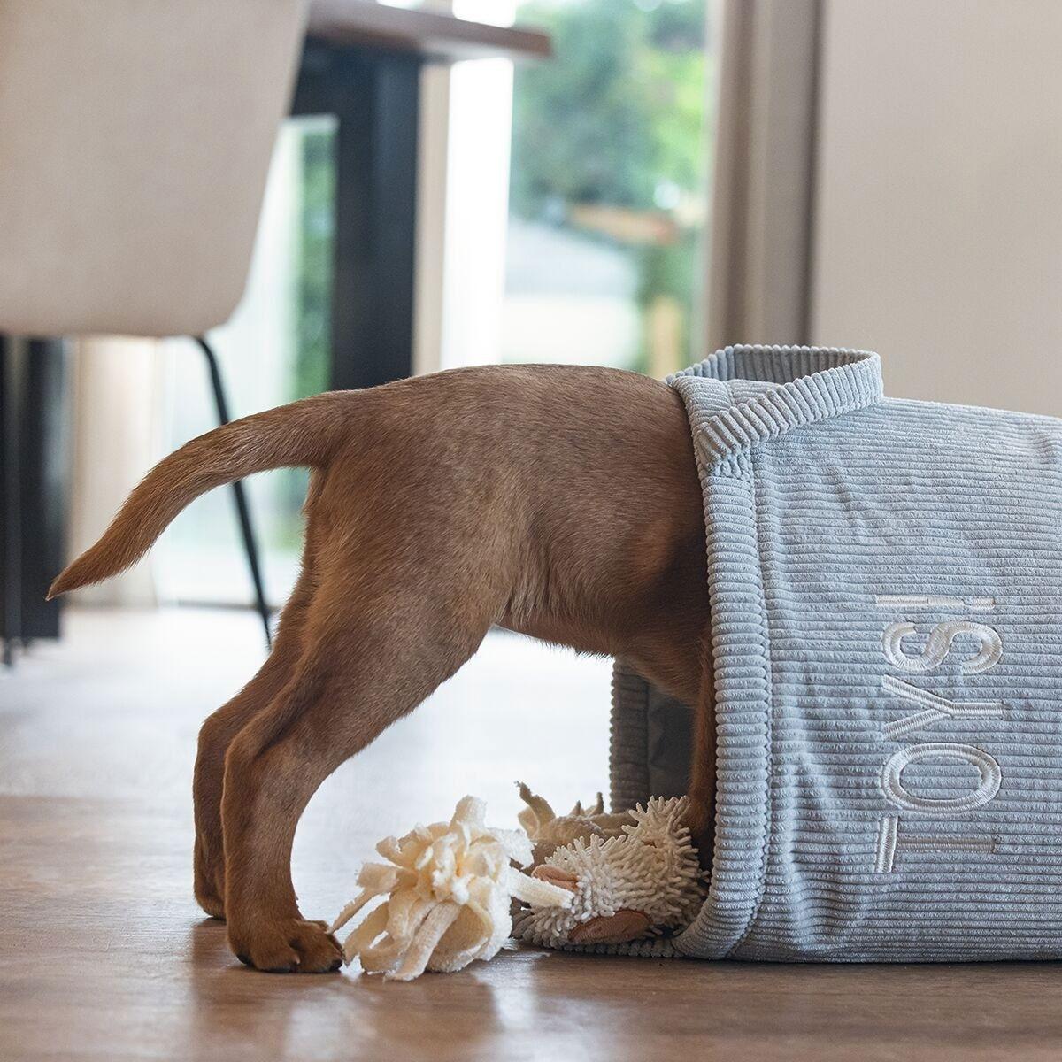 Puppy Training Toy Cleanup Tips for a Tidy Home