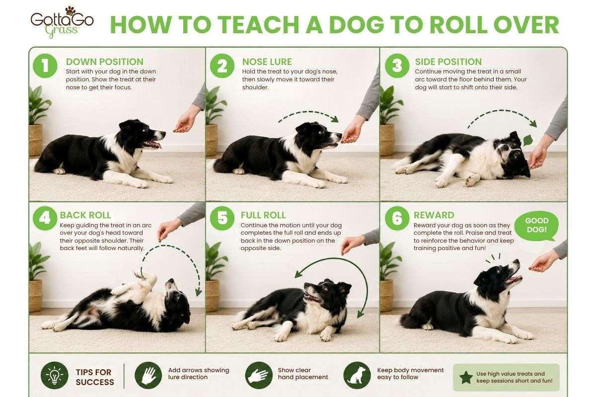 Dog learning rolling motion with treat