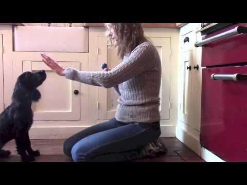Puppy touching trainer hand