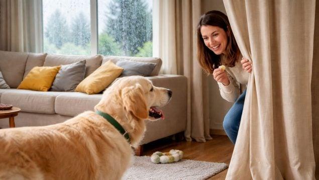Dog playing hide and seek indoors