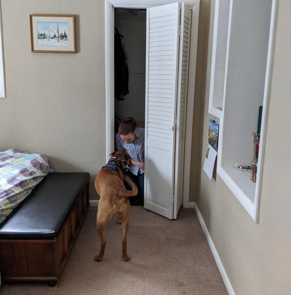 Dog playing hide seek