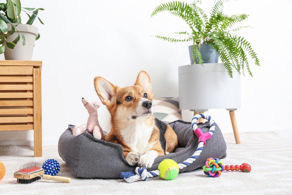 Dog relaxing with toys at home