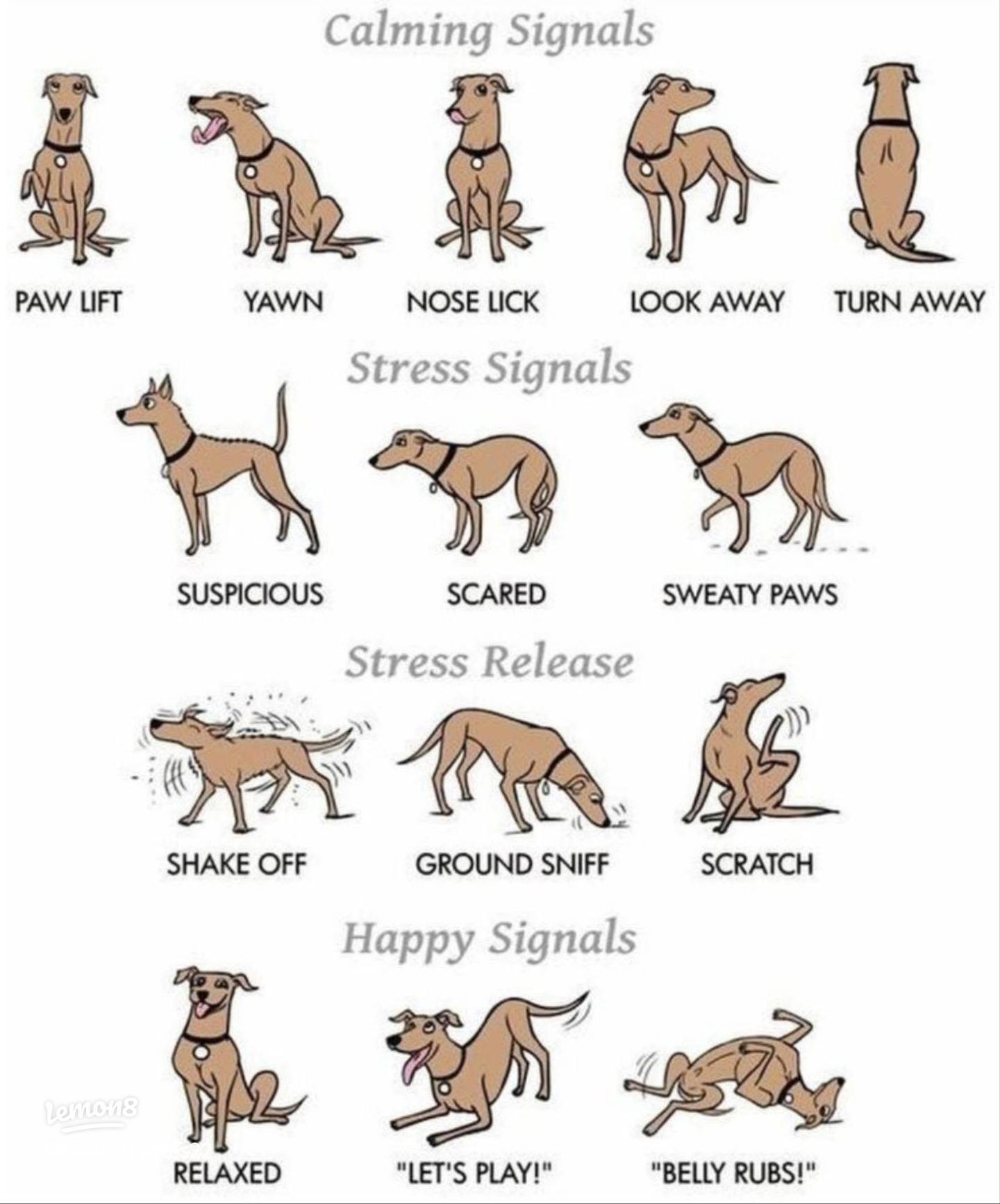 Owner reading reactive dog body language