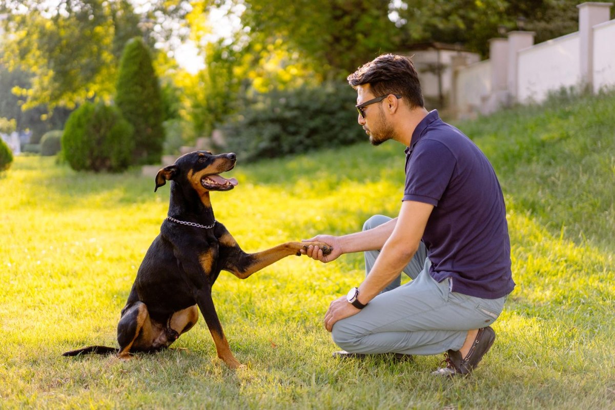 Happy dog practicing paw shake outdoors