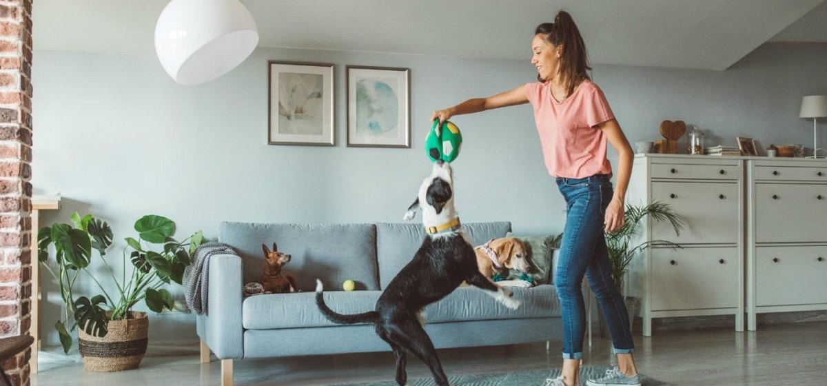 Dog playing indoor ball game