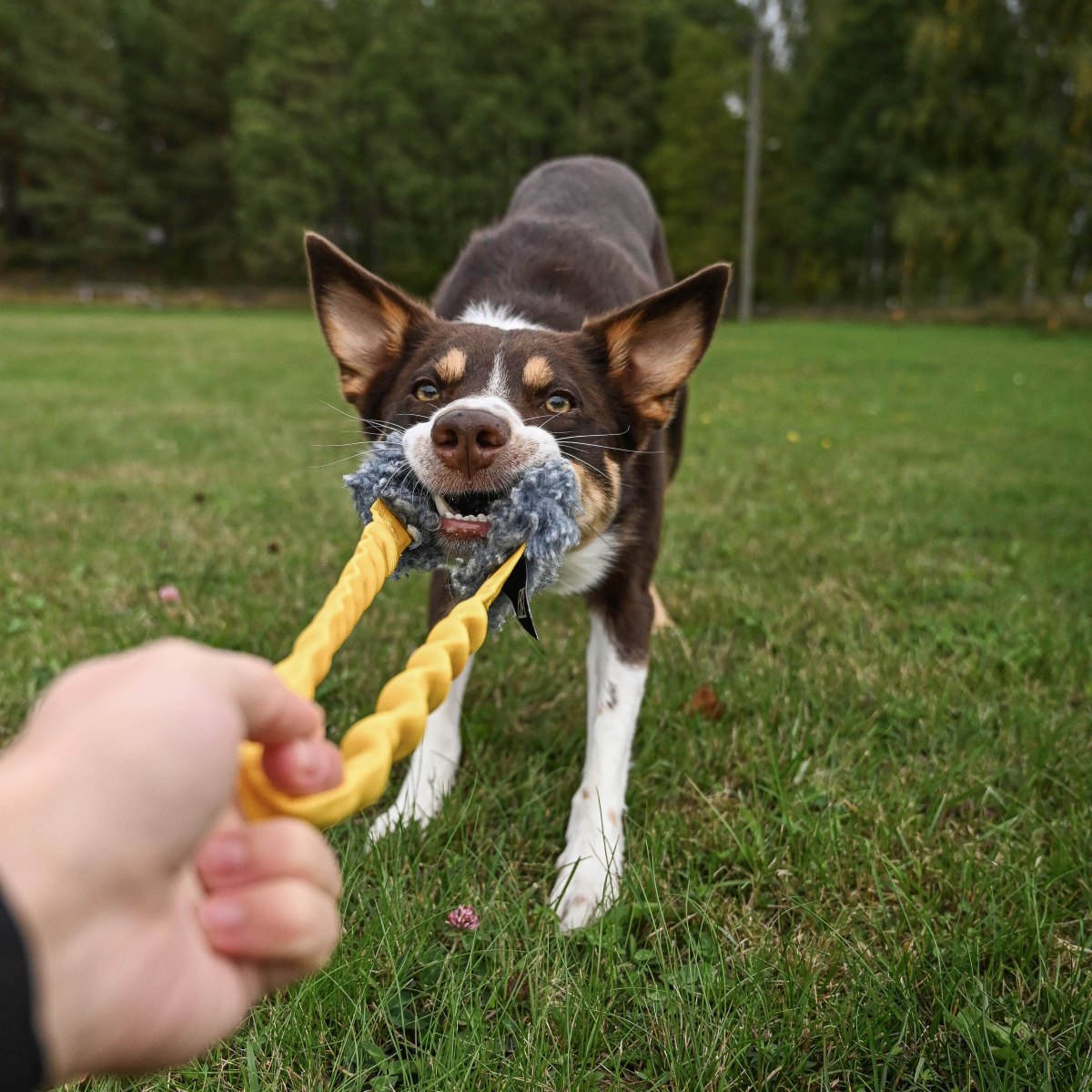 Dog playing tug toy