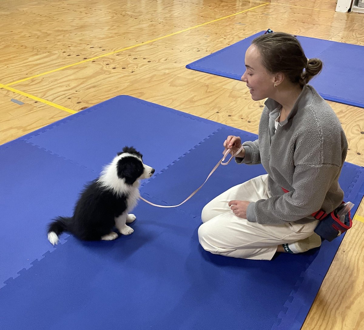 Trainer working with puppy