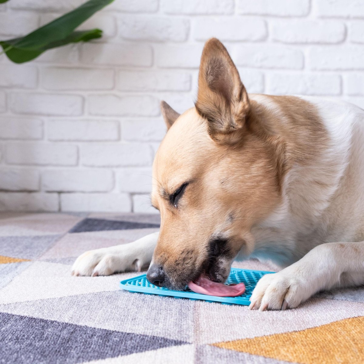 Dog using lick mat indoors