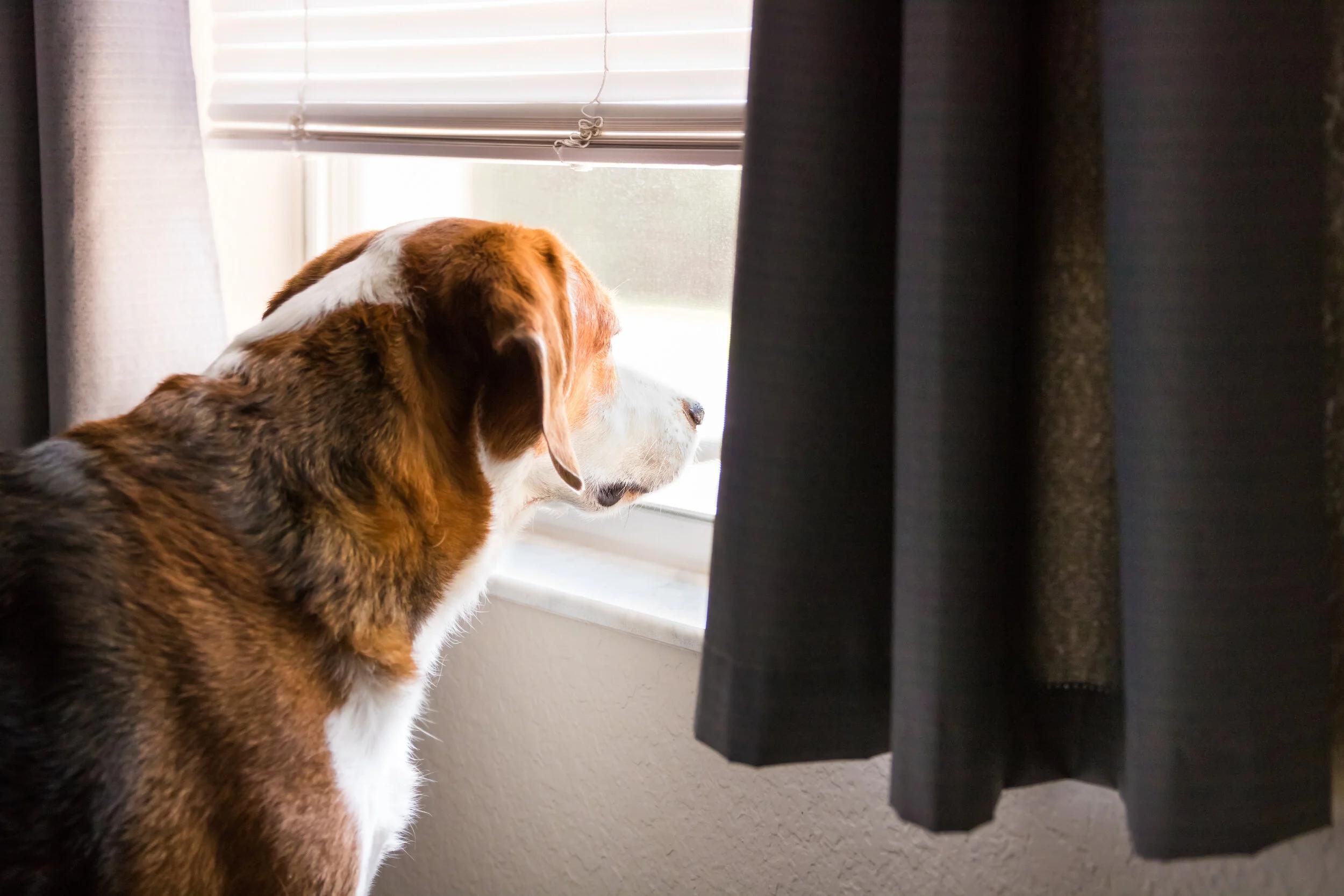 Dog watching outside triggers through window