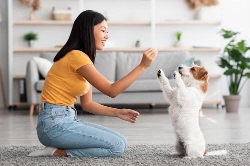 Puppy following owner's movement