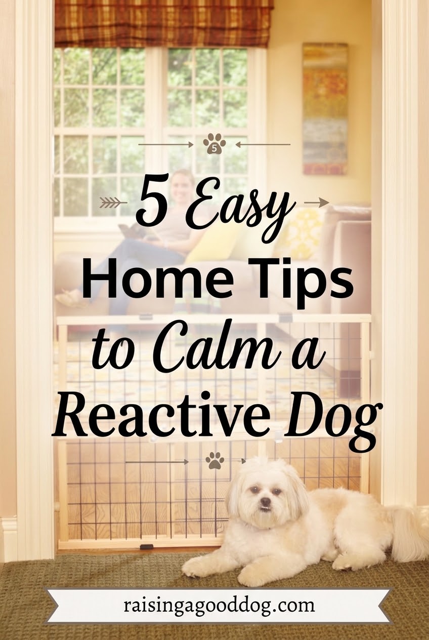 5 Easy Home Tips to Calm a Reactive Dog