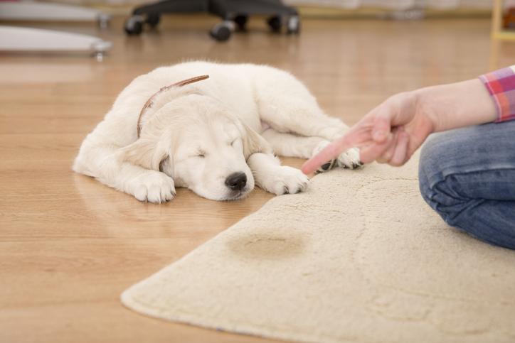 Puppy practicing down command
