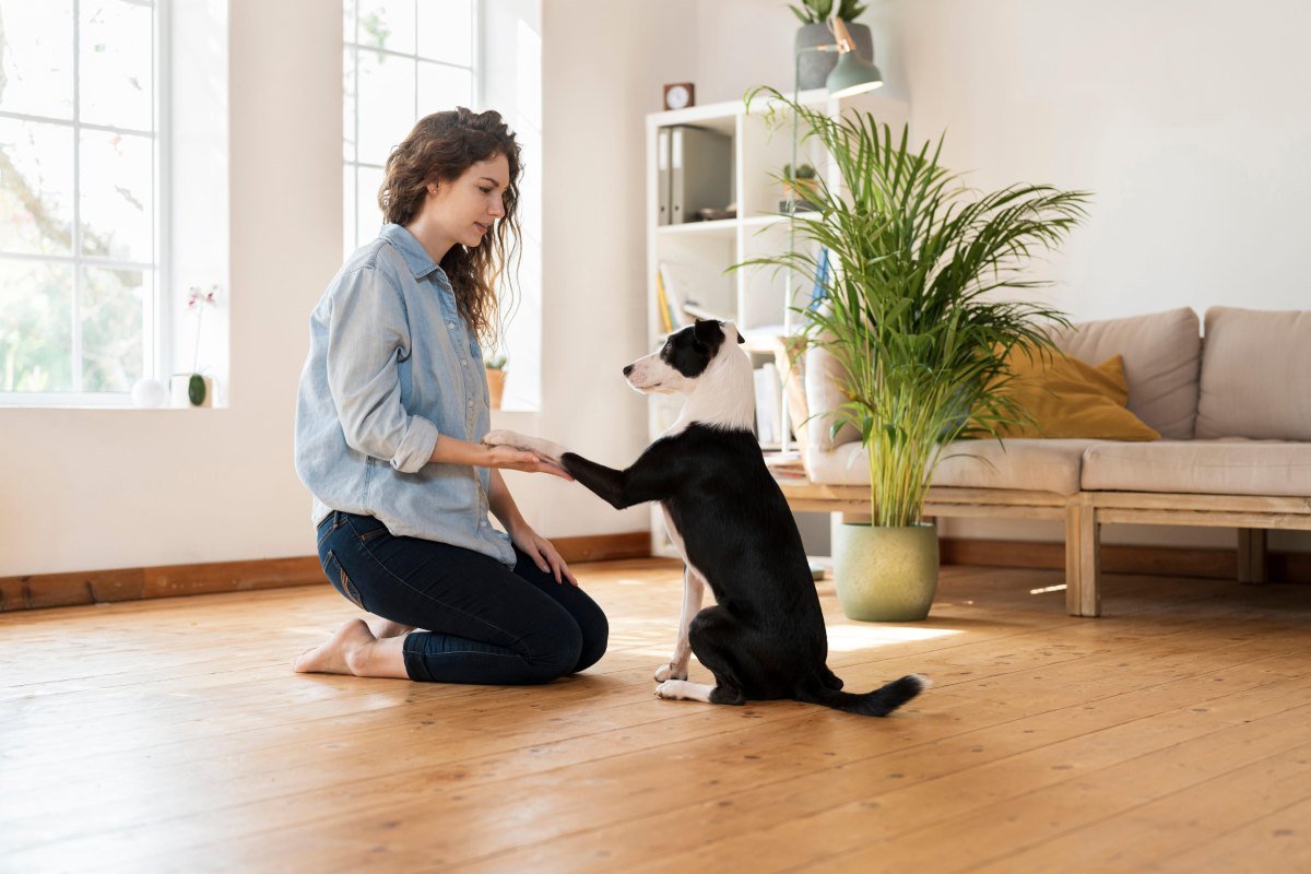Owner practicing shake cue with dog