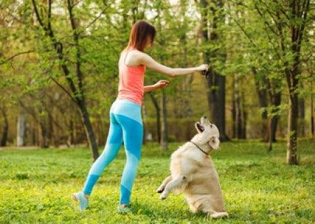 Dog performing sit pretty with owner cue