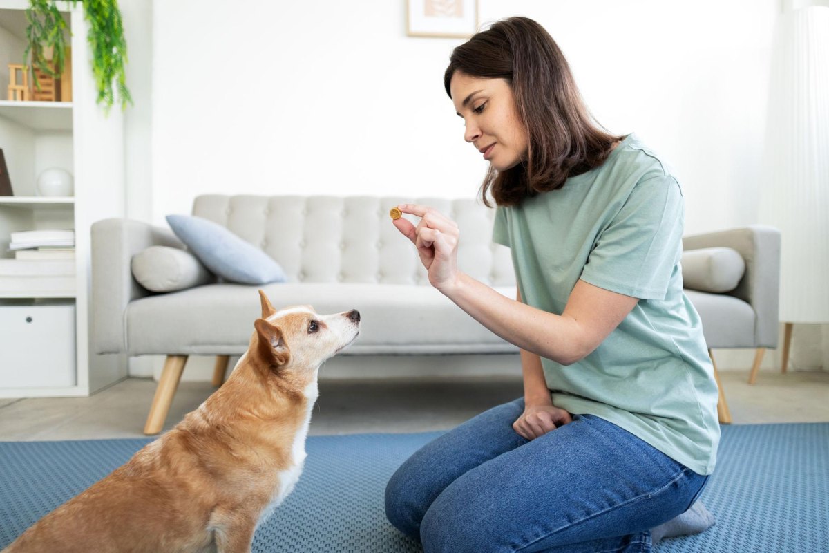 Dog learning balance with treats during training