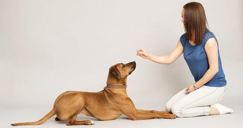 How to Teach Dog Roll Over With Easy Training Steps