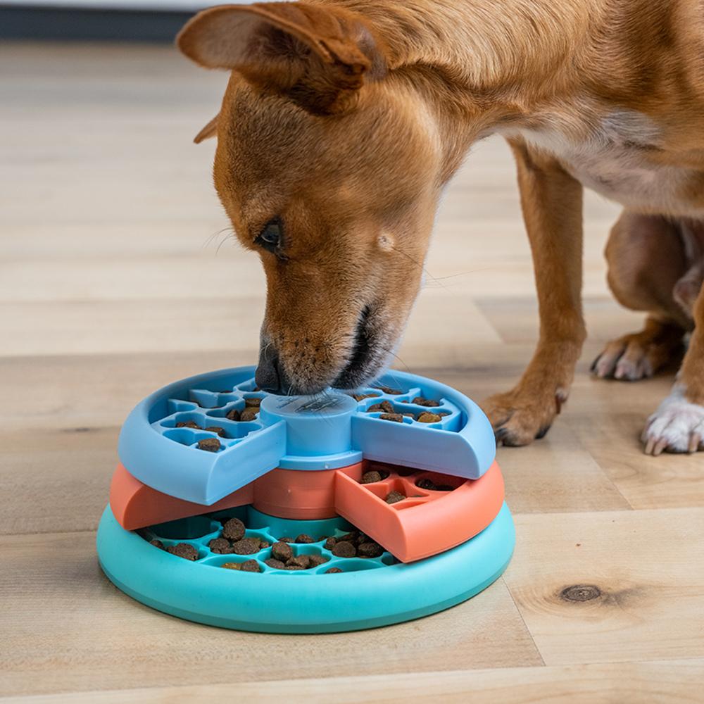 Dog Enrichment Activities That Keep Dogs Happy and Busy