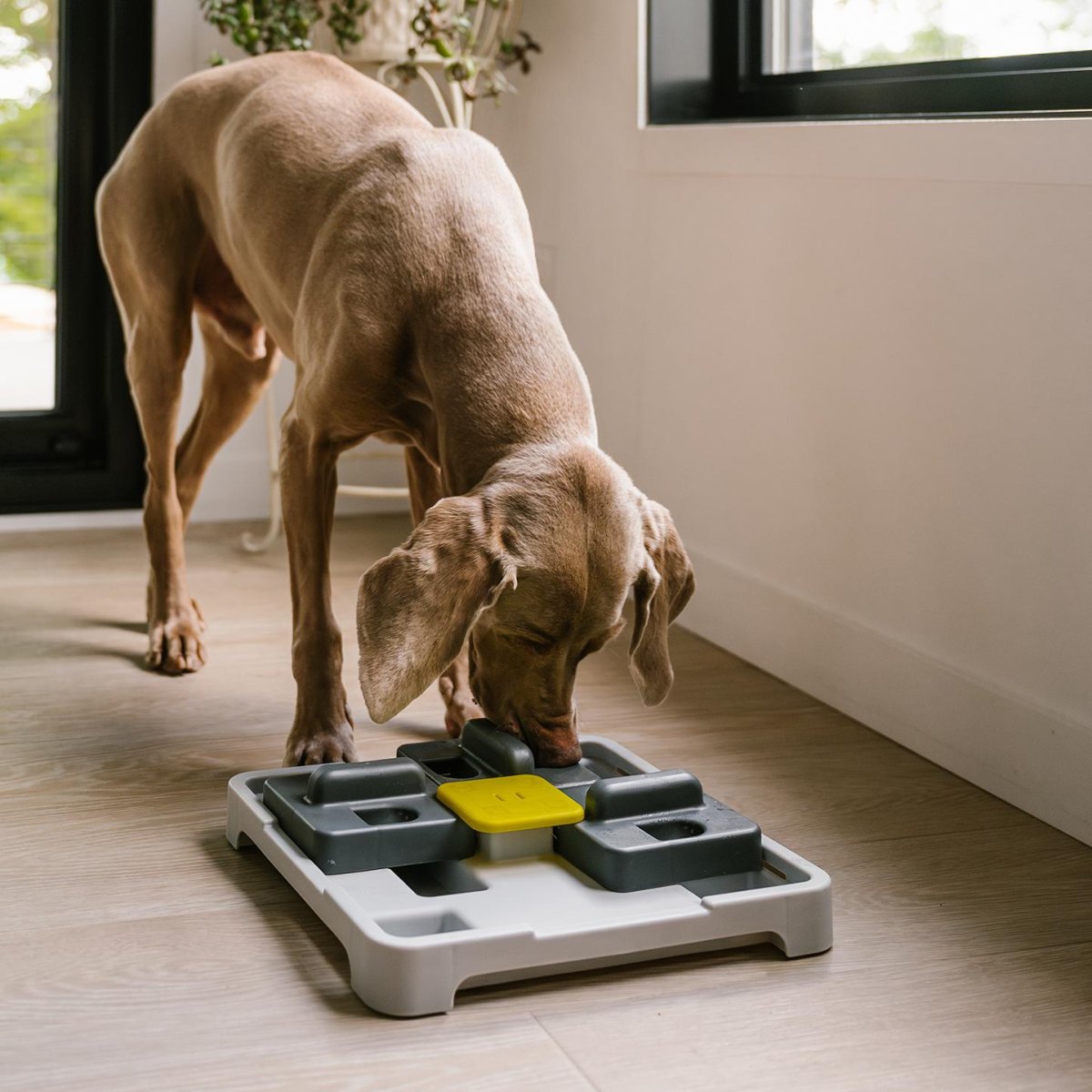 Indoor Dog Enrichment Ideas for Mental Stimulation
