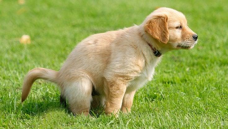 Owner cleaning puppy accident