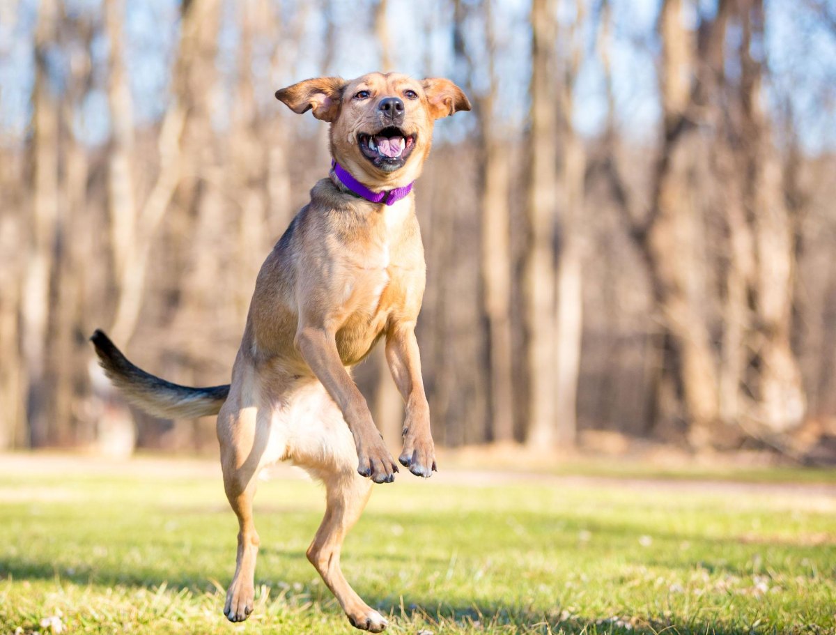 Calm Overexcited Dog With Simple Training Steps