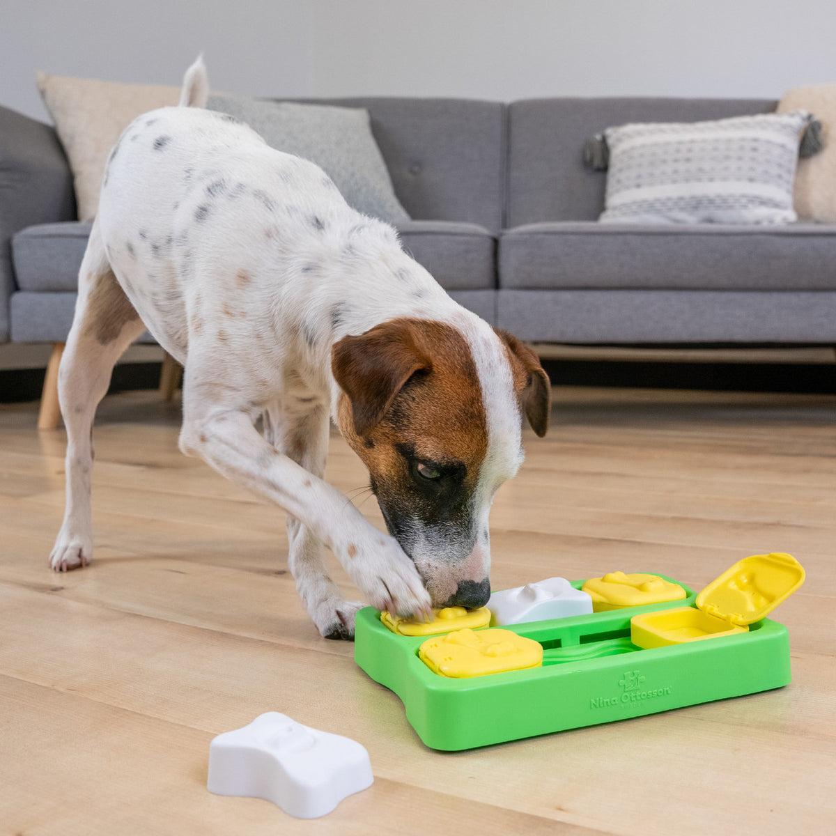 Dog using enrichment puzzle toy