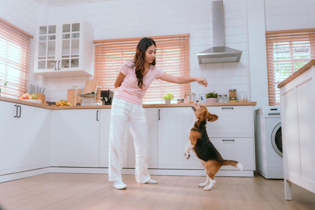 Puppy playing with toy instead of jumping