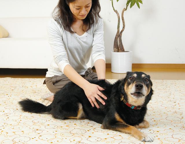 Owner bonding with dog indoors
