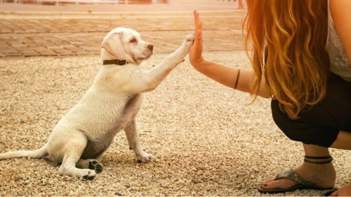 Puppy learning tricks during play