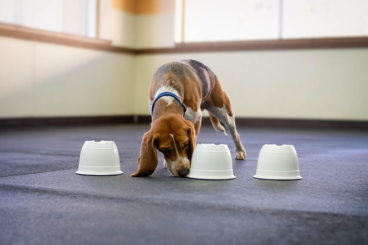 Dog doing scent game indoors