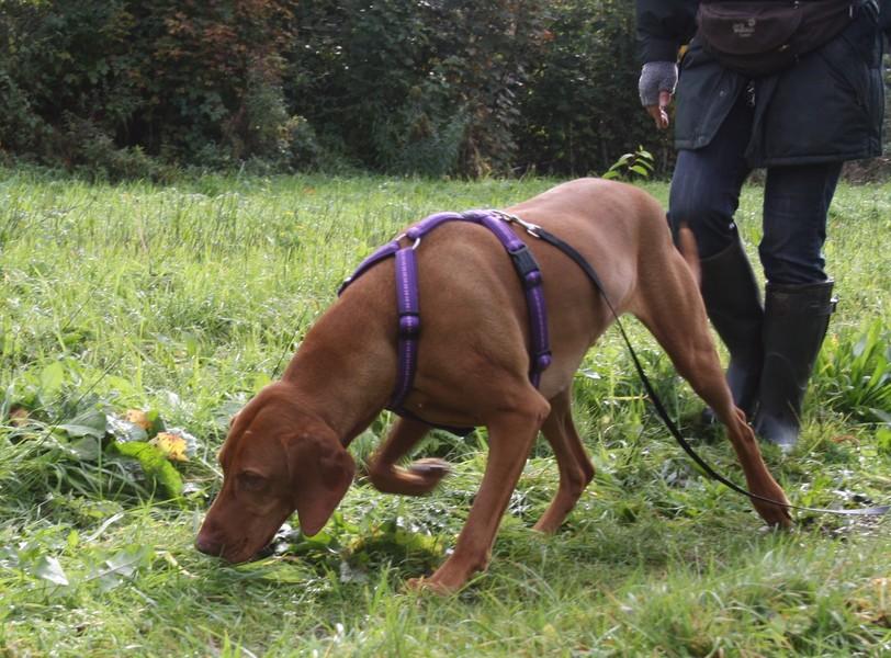 Dog following scent trail