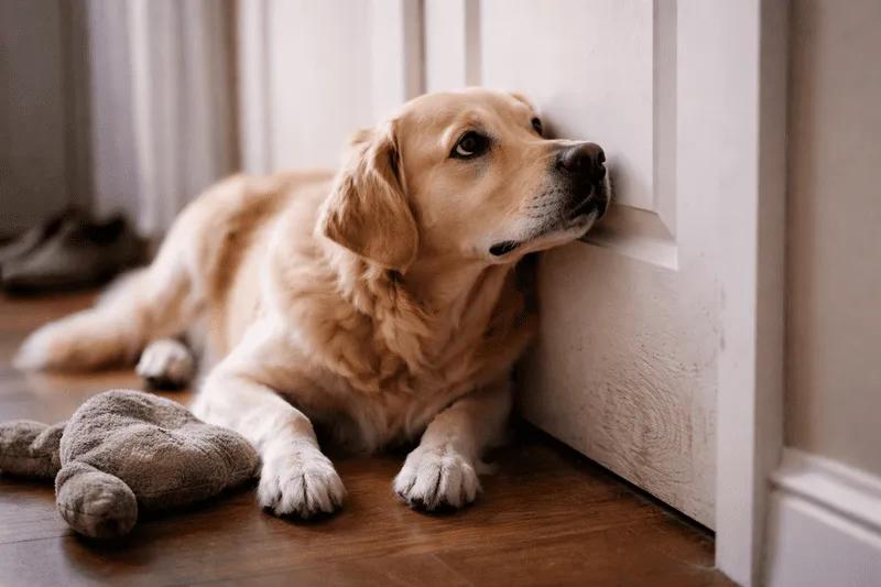 Dog showing separation anxiety near door