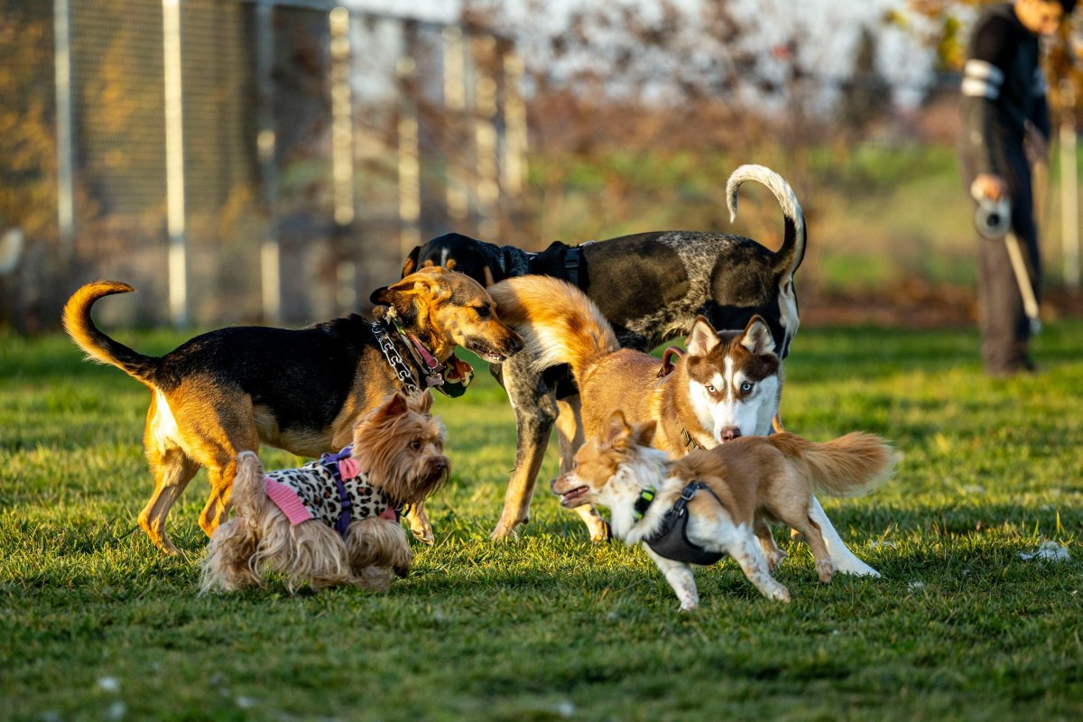 Dogs playing together