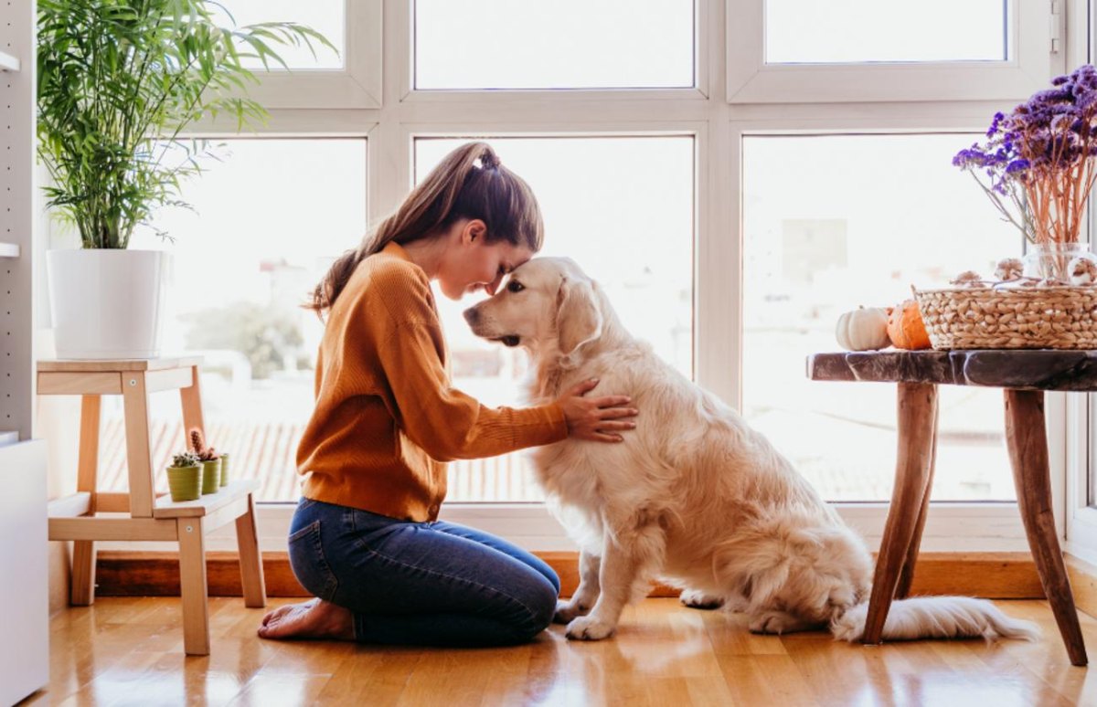 Teach Dog Hug Trick With Gentle Step by Step Training